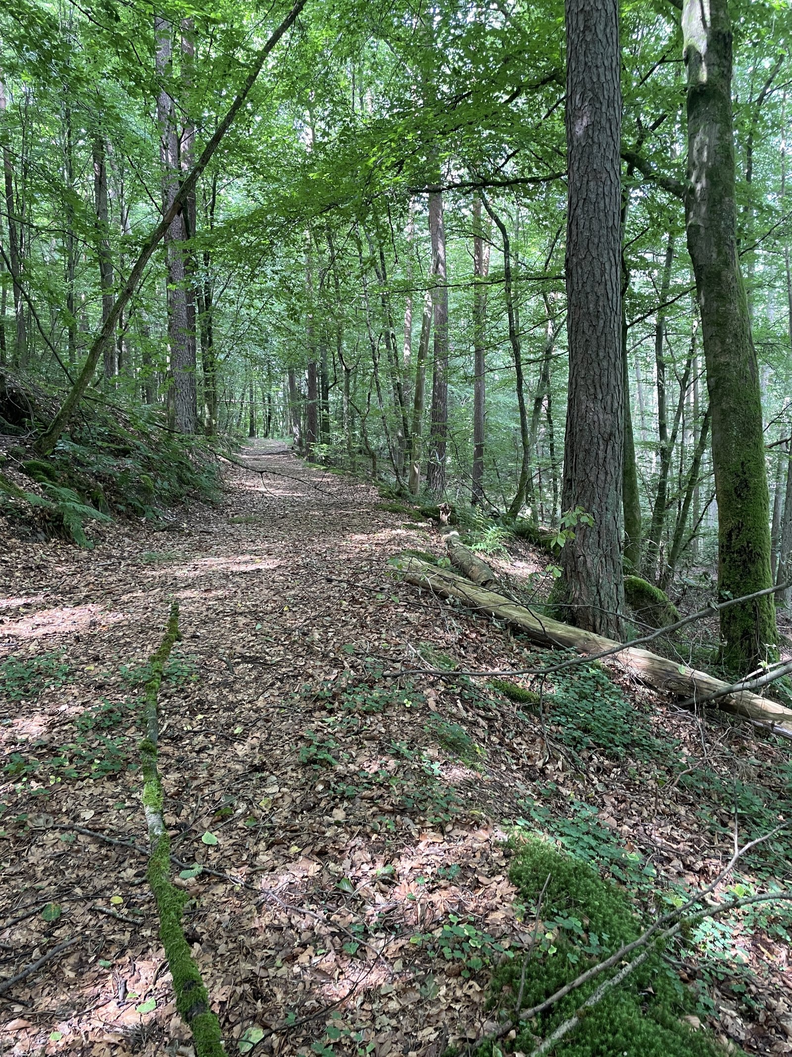 Lemberg Grundstückskonvolut - Nutzwald, Wiesen, Pferdekoppel und landwirtschaftliche Flächen Lemberg Grundstückskonvolut - Nutzwald, Wiesen, Pferdekoppel und landwirtschaftliche Flächen